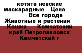 котята невские маскарадные › Цена ­ 18 000 - Все города Животные и растения » Кошки   . Камчатский край,Петропавловск-Камчатский г.